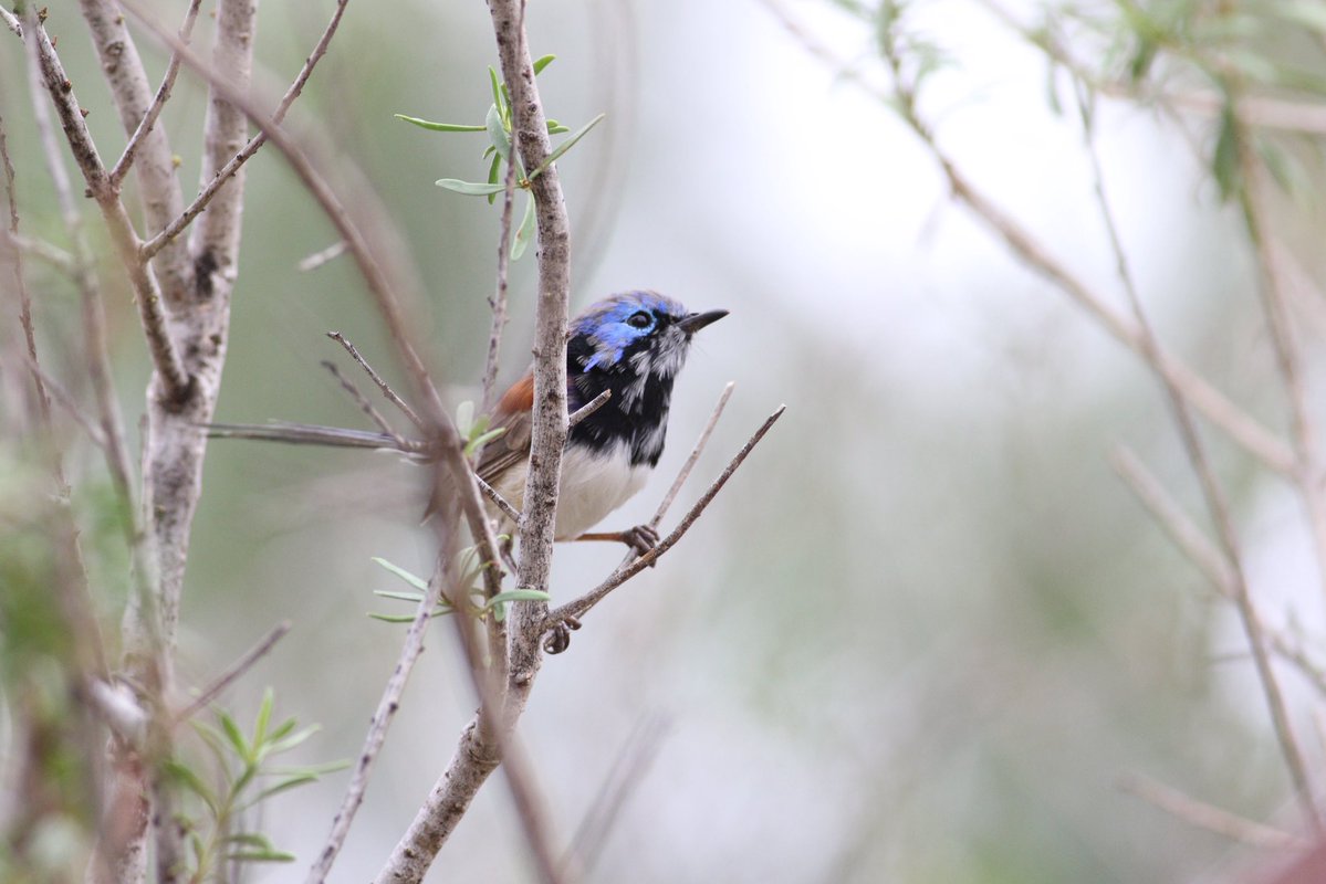 Cavin Osborn tweet media