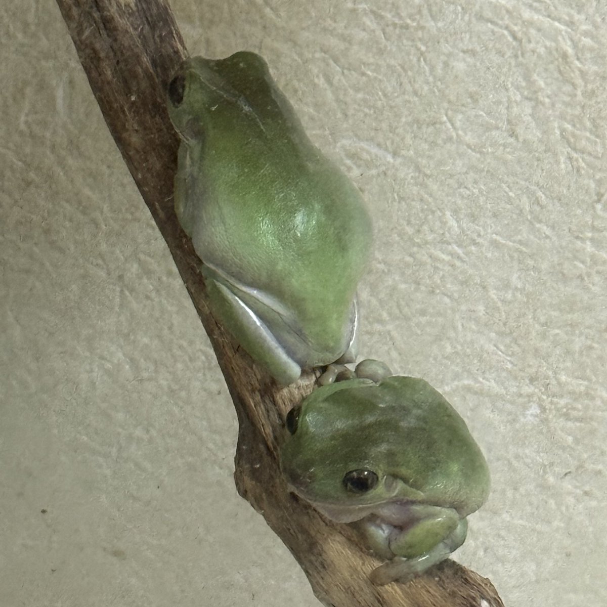 Yu ゆう🍥 tweet media