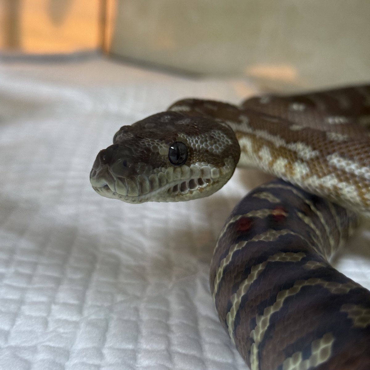 Yu ゆう🍥 tweet media