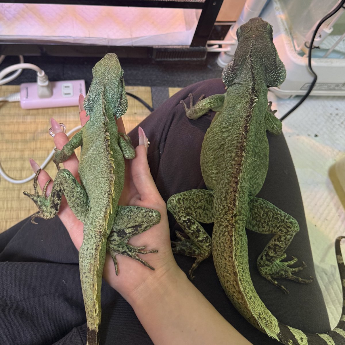 Yu ゆう🍥 tweet media