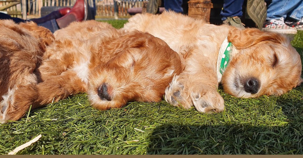 brunodoodle's tweet photo. Samen met mijn zusjes in het zonnetje 🌞, ik was denk ik 7 weken https://t.co/M6MJajiN0o