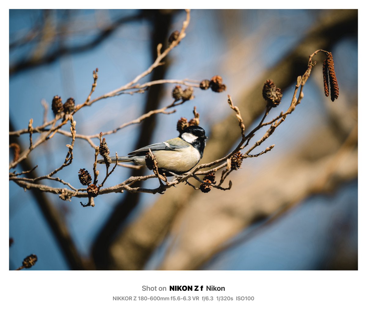 eco_PhotoCaffe's tweet photo. シジュウカラとシメ

シメは「鴲」と書くらしい。

📷Nikon Zf × NIKKOR Z 180-600mm f5.6-6.3 VR
#nikon #nikonzf https://t.co/DQYnIvr95W