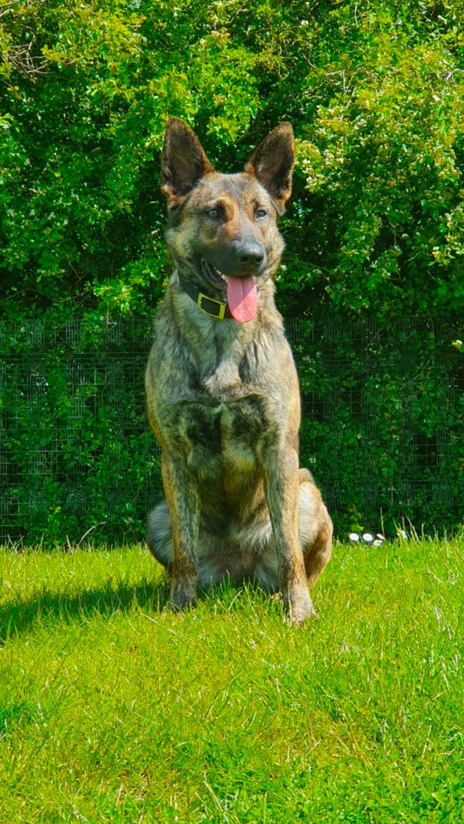 Mersey Police Dogs tweet media