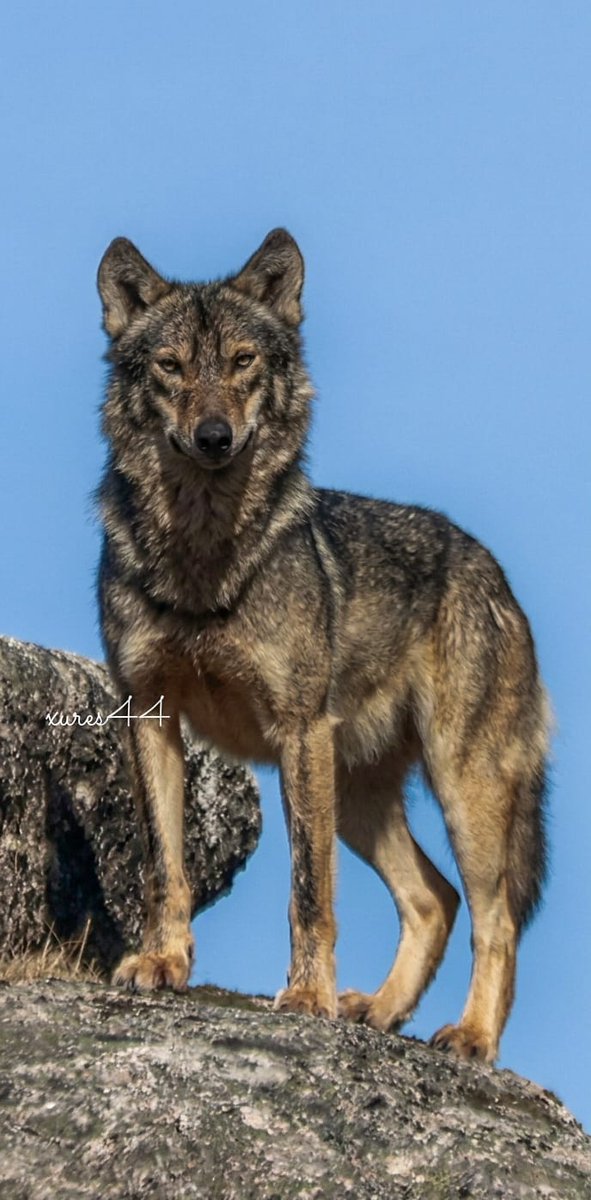 A maxia do Xurés tweet media