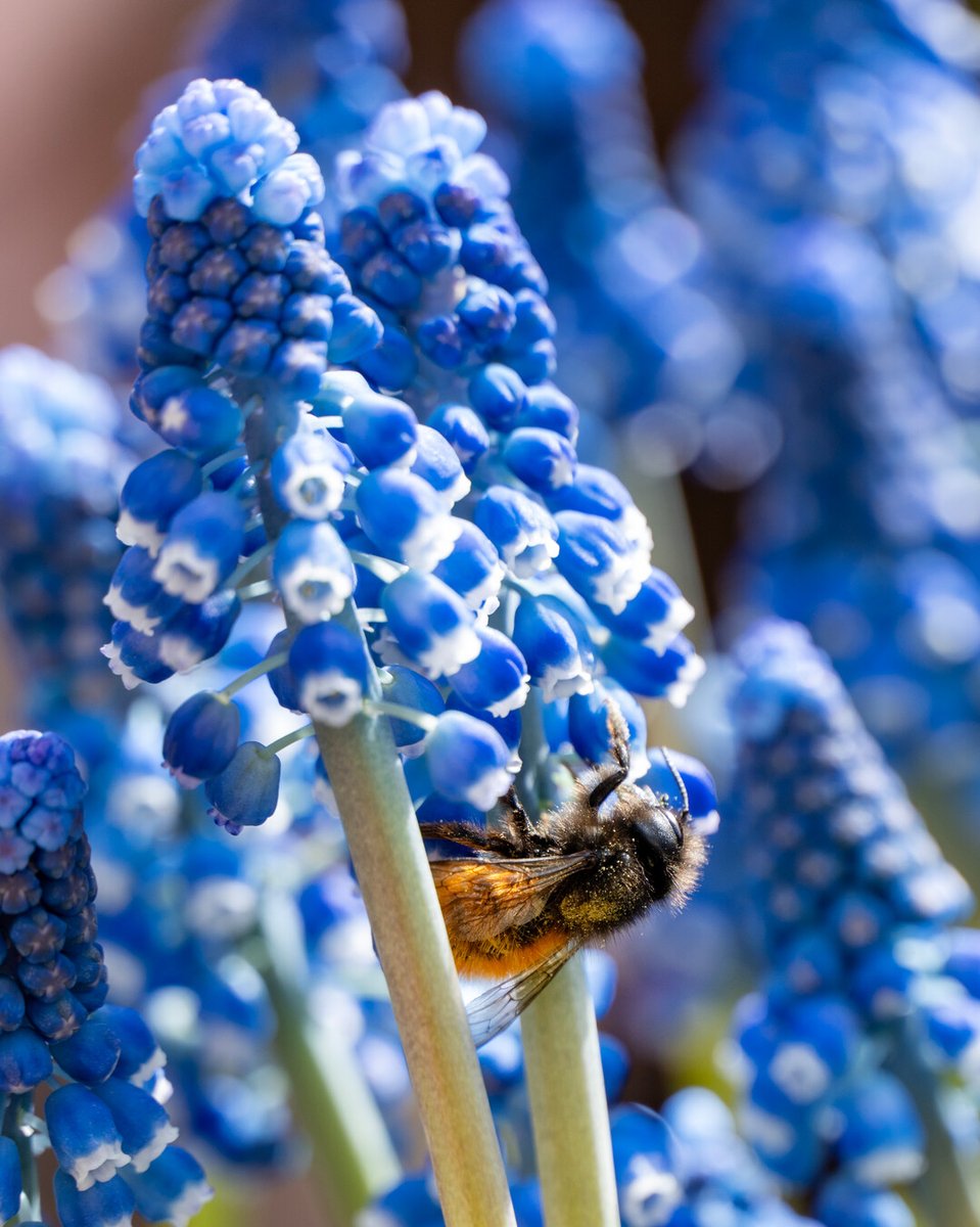 Flowerbulbs.com tweet media