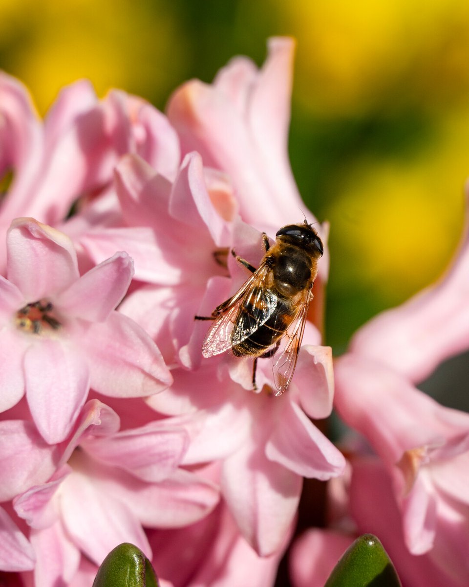 Flowerbulbs.com tweet media