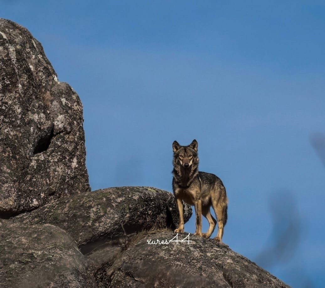 A maxia do Xurés tweet media