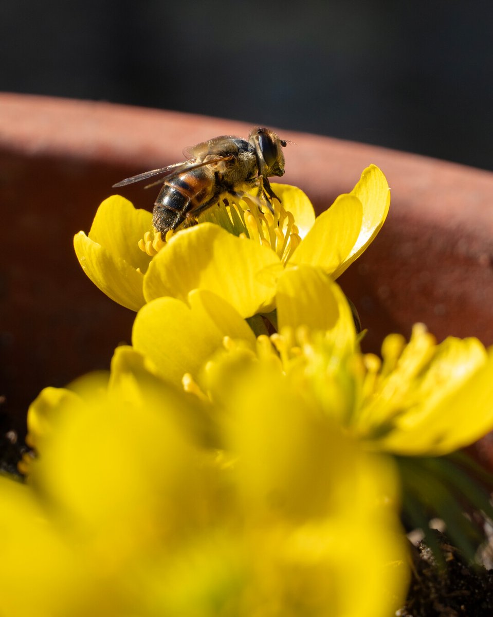 Flowerbulbs.com tweet media