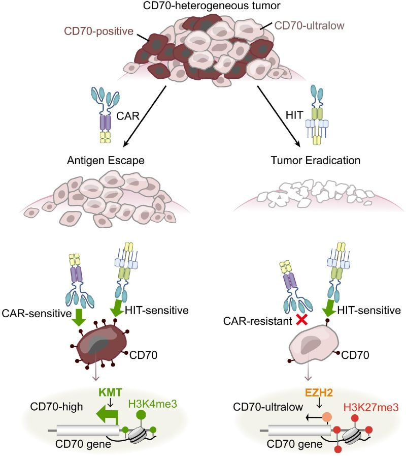 jyves94's tweet photo. Bien que les cellules #CAR_T 🧬 aient été efficaces contre certains #CancersDuSang, ils ne l’ont pas toujours été pour les #TumeursSolides.
Des #CAR_Tcells 🧬 sensibles redéfinissent l'expression ciblée de #CD70 dans les tumeurs solides.
https://t.co/0guviqGpwY https://t.co/dQFwZvfwiv