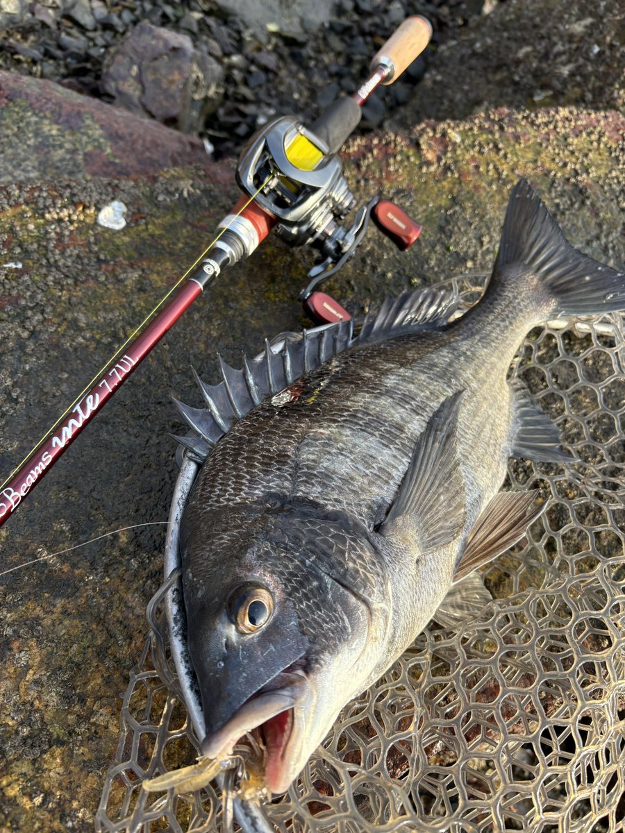 tomo_kurokibire's tweet photo. 時間が少し取れたので夕まずめinteチヌ🎣
冬キビレやっぱりそろそろ終わりかなぁ。
例年より早いような。

inte77UL楽しすぎるんですけど🤣

#inte77UL
#スティーズCTSVTW
#アーバンシュリンプ
#アーバンクローラー https://t.co/acW0XNi1J5