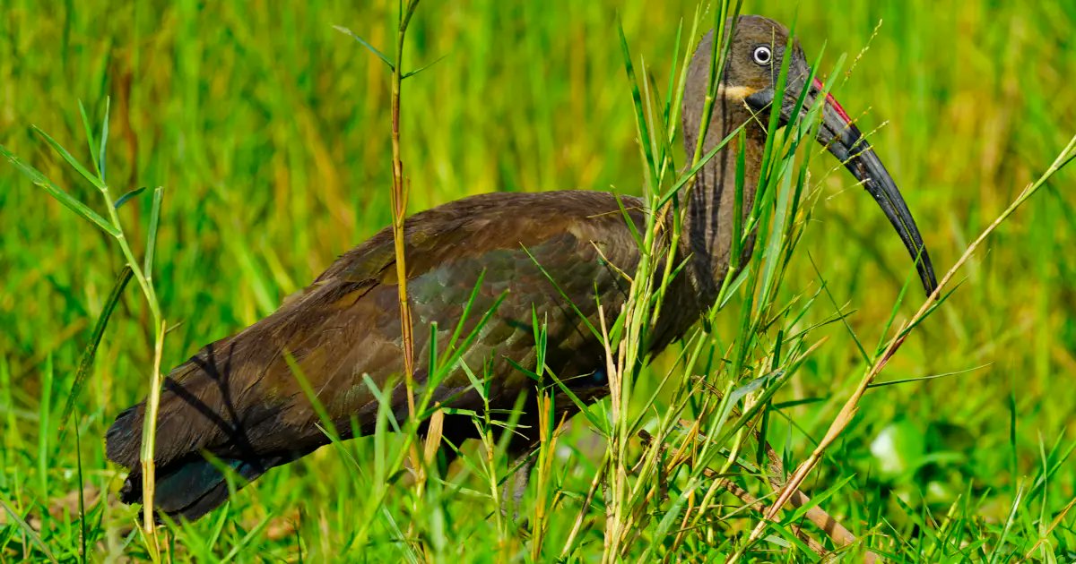Safariox's tweet photo. I met this Hadada Ibis today as I walked. This bird is native to Sub-Saharan Africa. It never migrates.
https://t.co/AiDApptLIH
#HadadaIbis #BirdsSeenIn2026 https://t.co/FnE7nVmVYK