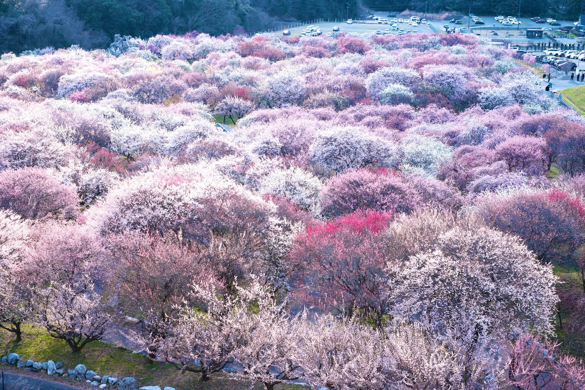 あいすてゃん tweet media