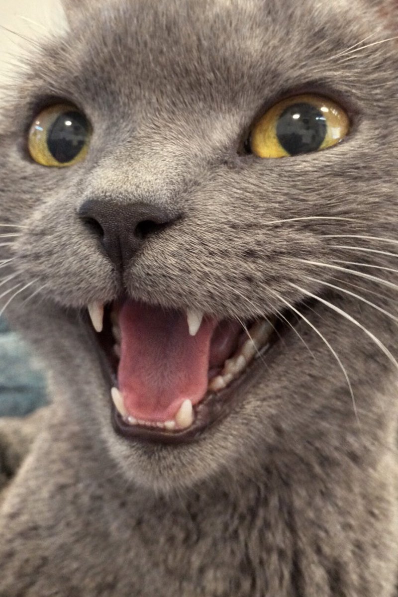 小鳥遊 tweet media