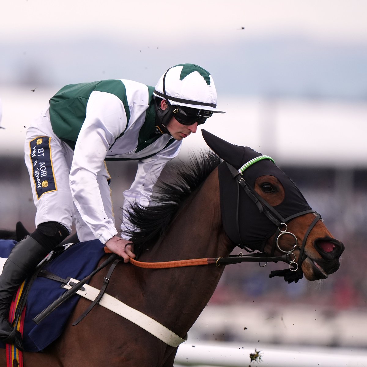 AtTheRaces's tweet photo. Irish Panther was not declared, but still retains an entry for the Queen Mother Champion Chase 👀 https://t.co/iliJVZlrU4