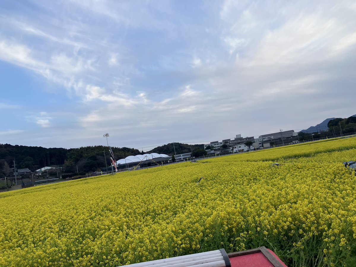 今年も菜の花畑行けました🟡
<a href="/onityan_0426/">おにちゃん🎭 ՏTᖇᗴᗴT ᖇᗴᗷᗴᒪ</a>  <a href="/_o2mky_/">小鬼ちゃん@STREETREBEL</a>