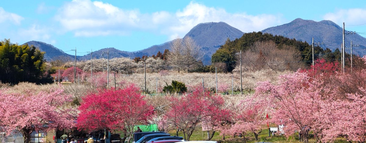 ﾄﾞﾗｲﾌﾞ400 tweet media