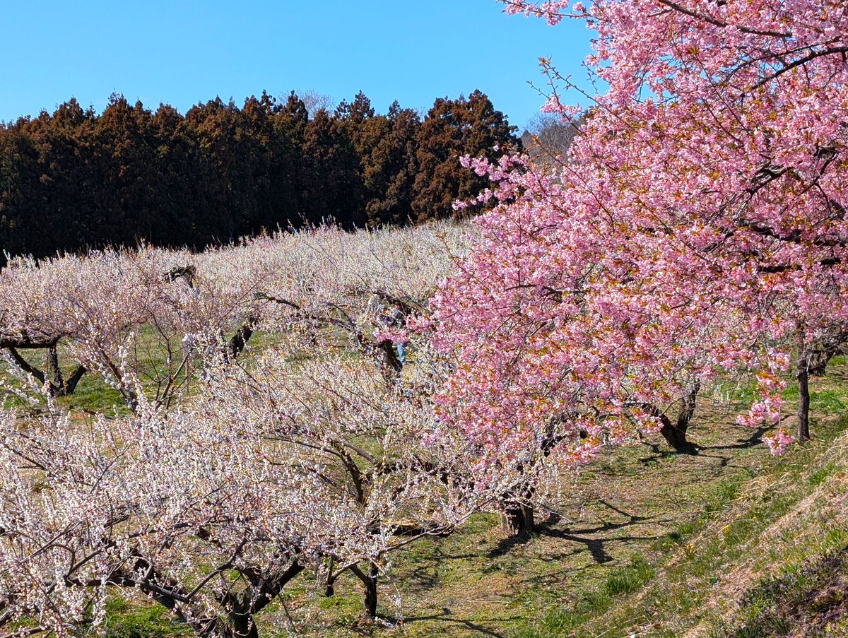 ﾄﾞﾗｲﾌﾞ400 tweet media