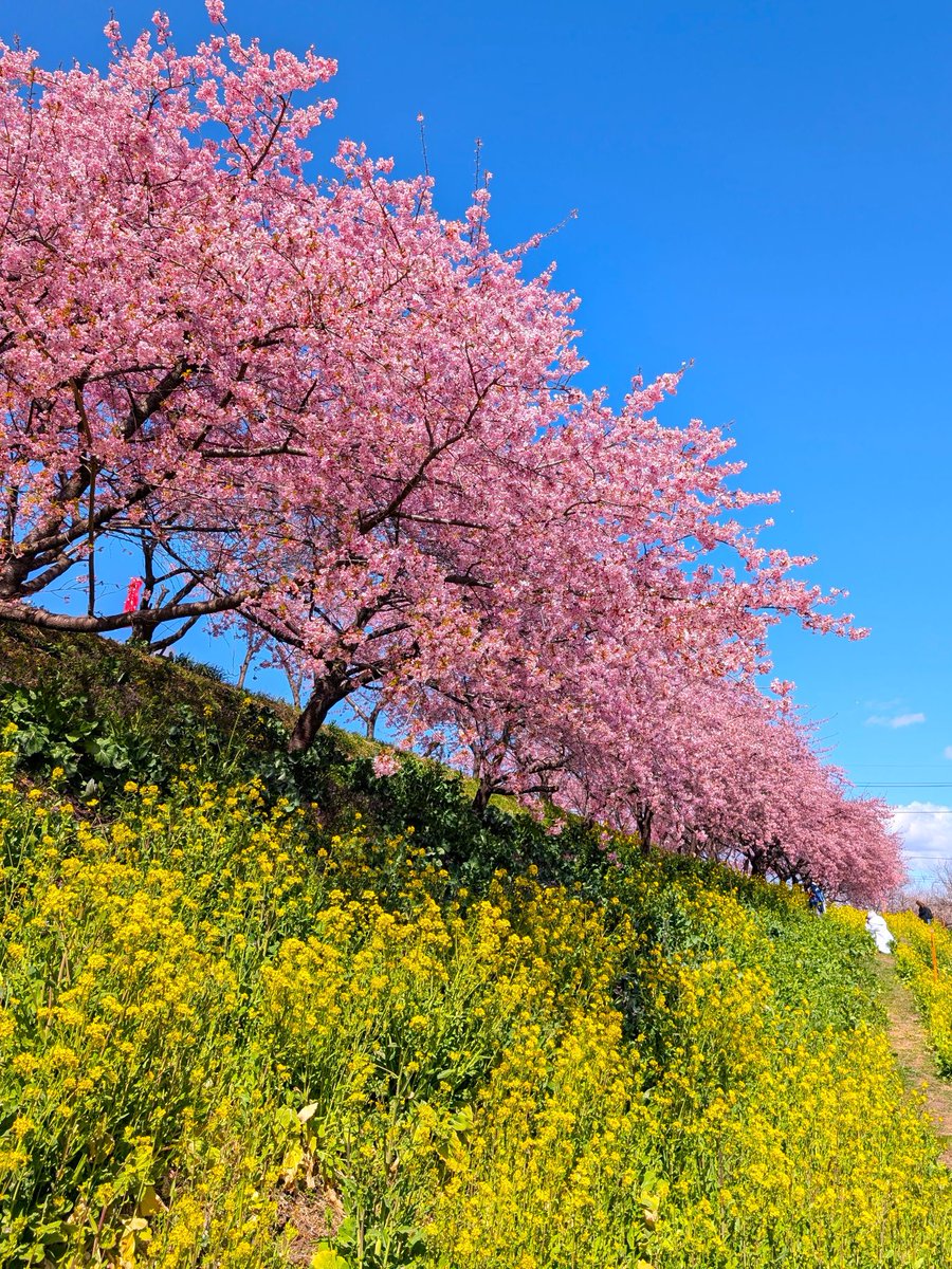 ﾄﾞﾗｲﾌﾞ400 tweet media