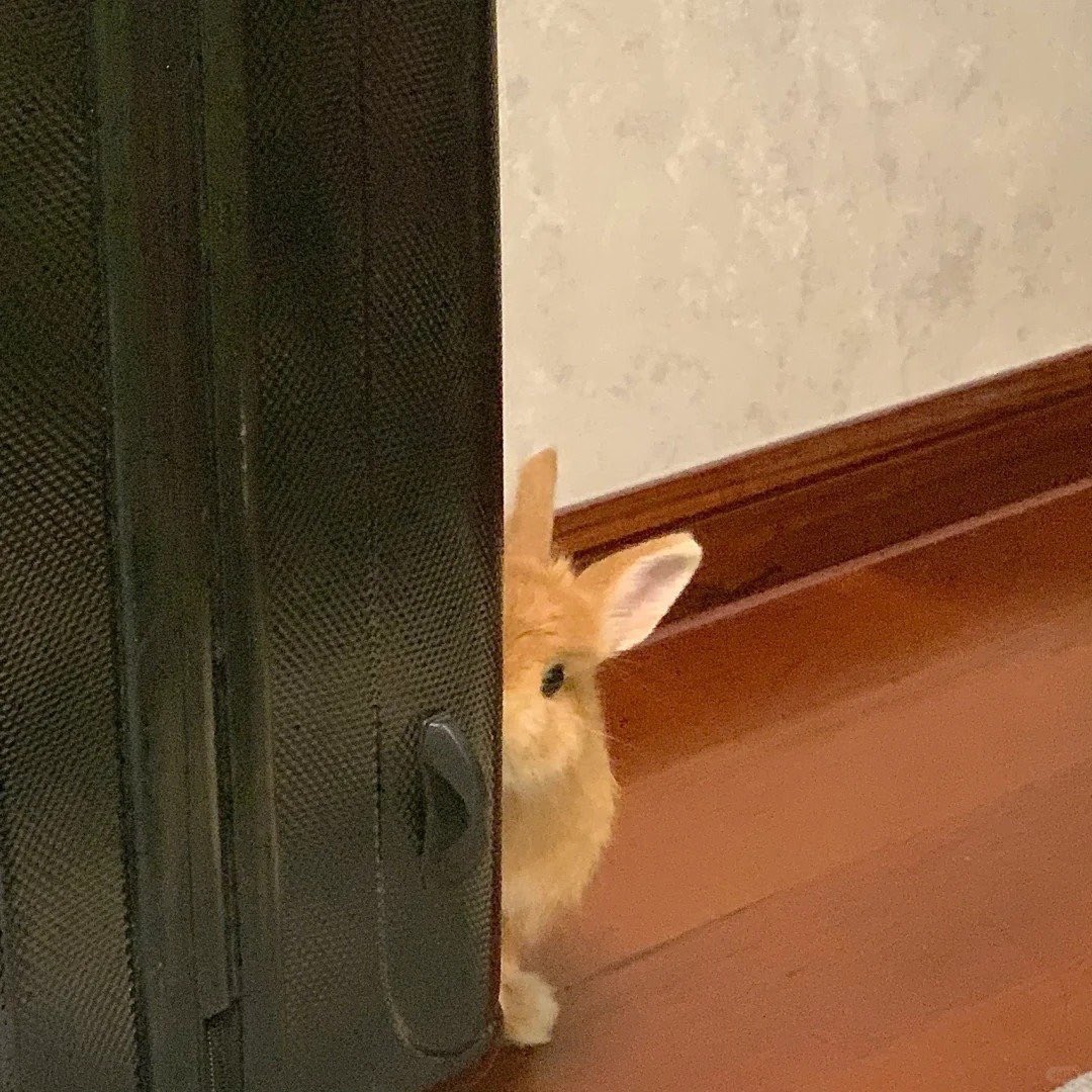 Rabbit Lovers Community USA tweet media