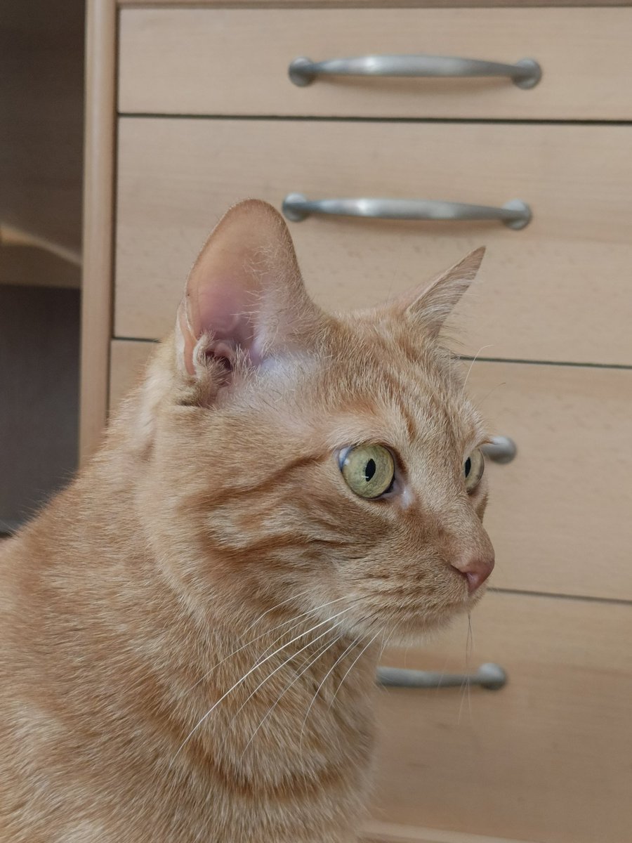 ms. basya gnyschevich tweet media