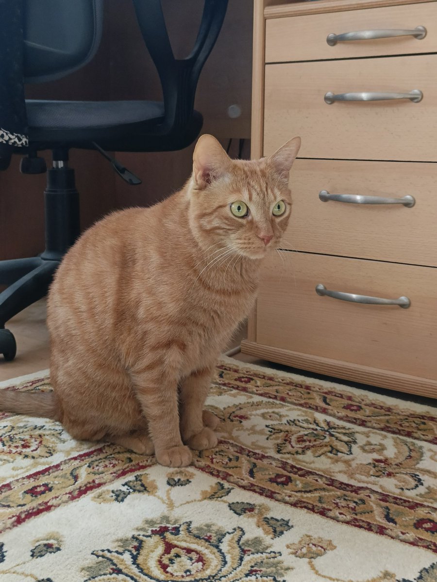 ms. basya gnyschevich tweet media