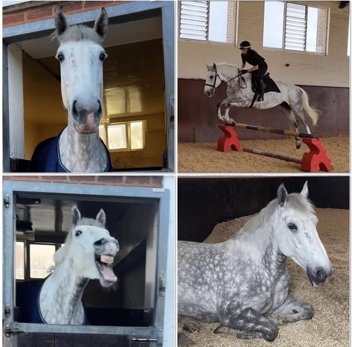 Mer Pol Mounted tweet media