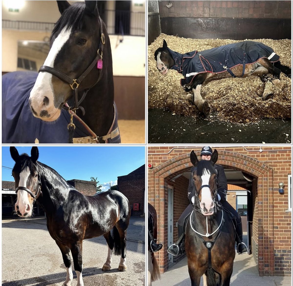 Mer Pol Mounted tweet media