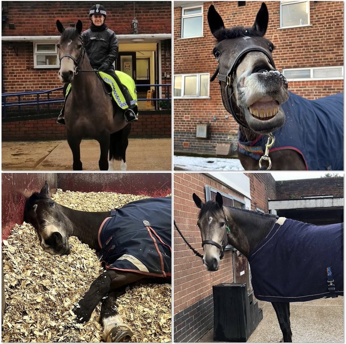 Mer Pol Mounted tweet media