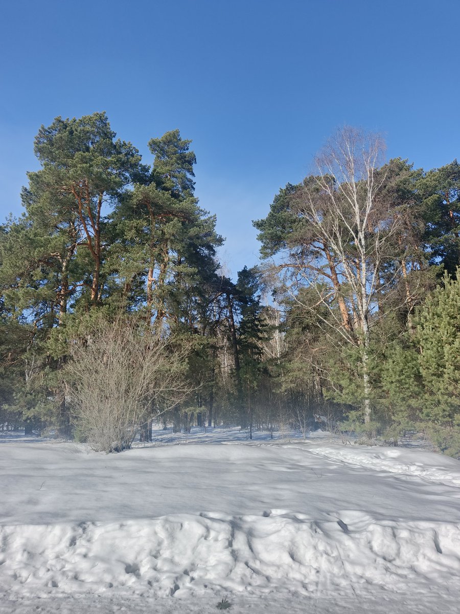 ms. basya gnyschevich tweet media