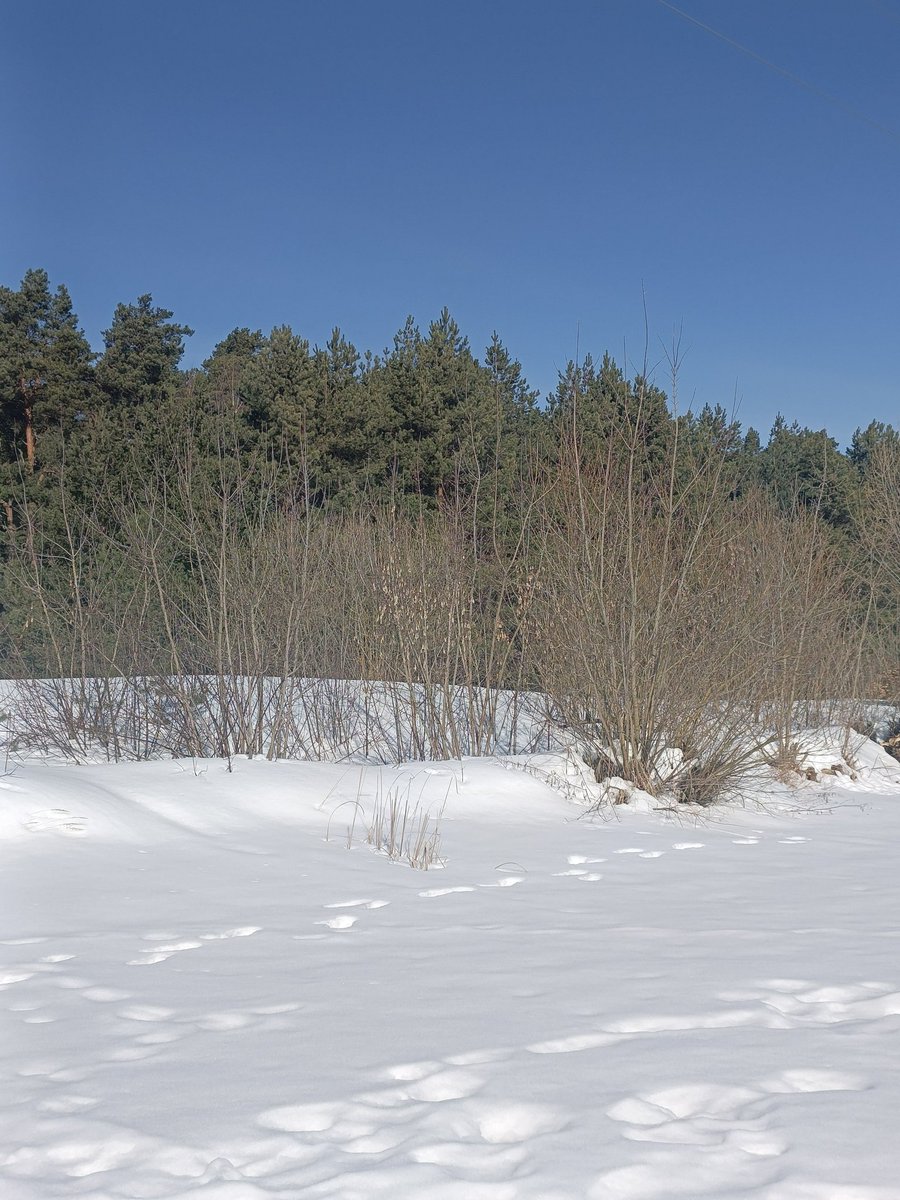 ms. basya gnyschevich tweet media