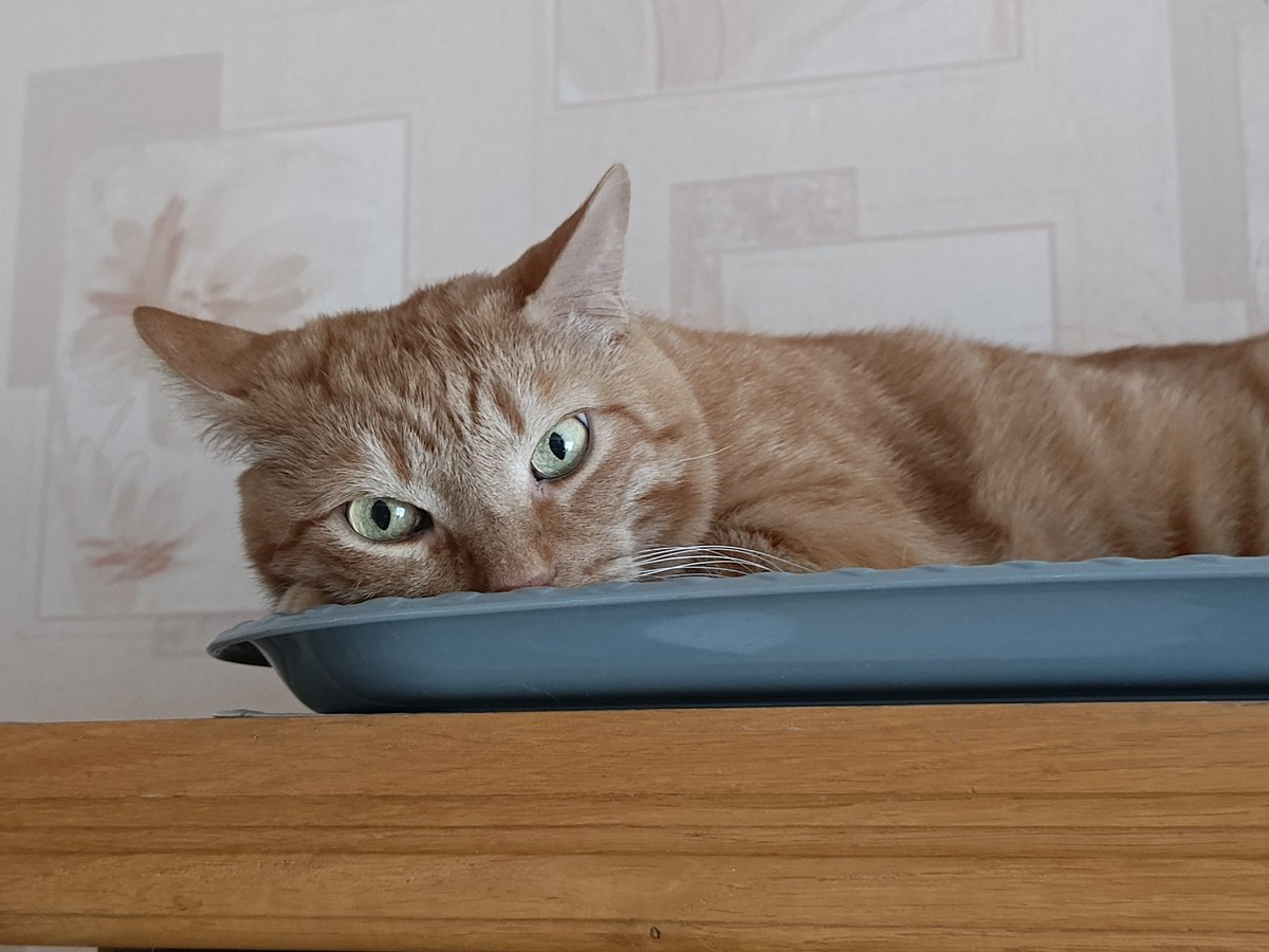 ms. basya gnyschevich tweet media