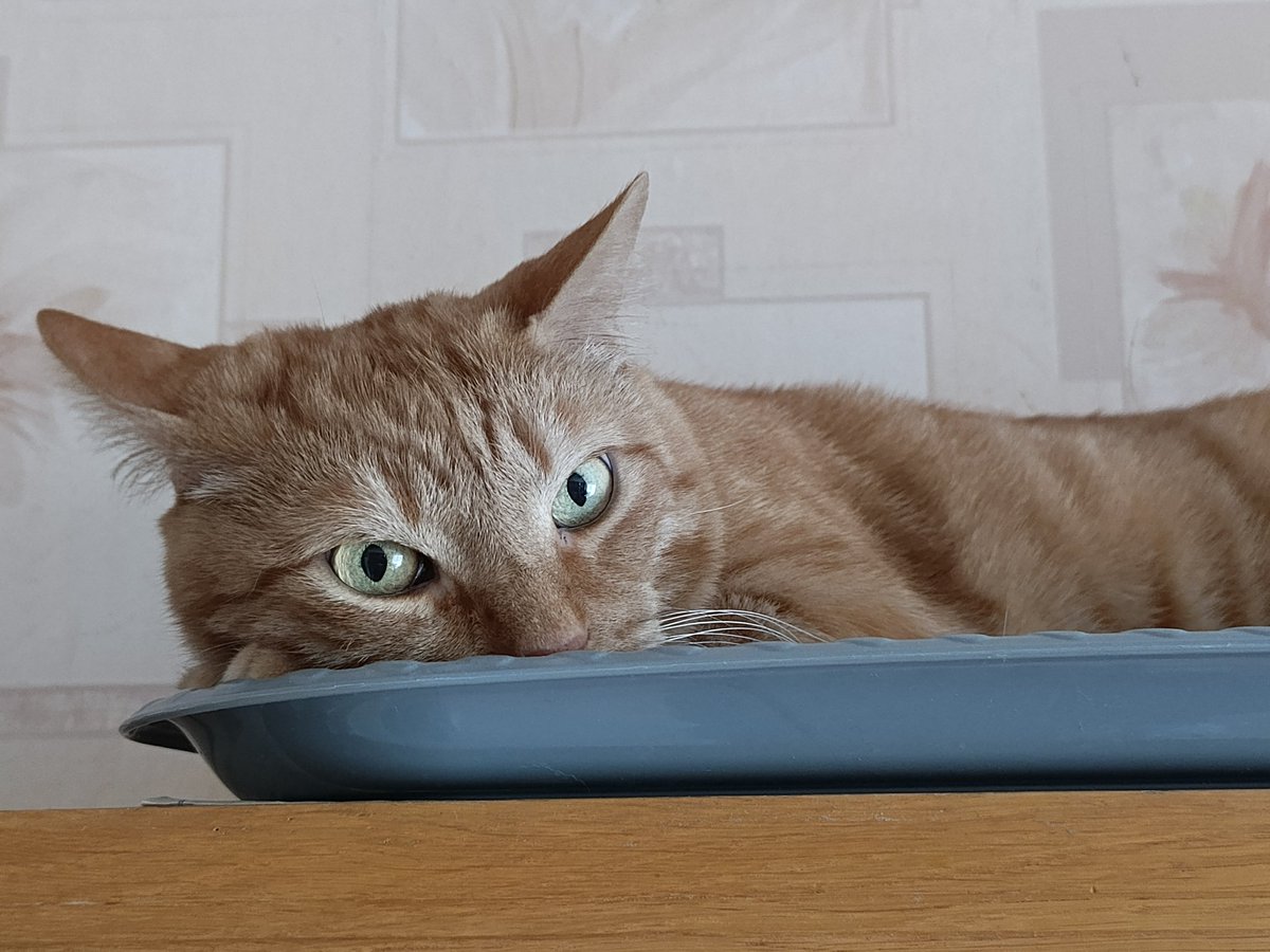 ms. basya gnyschevich tweet media