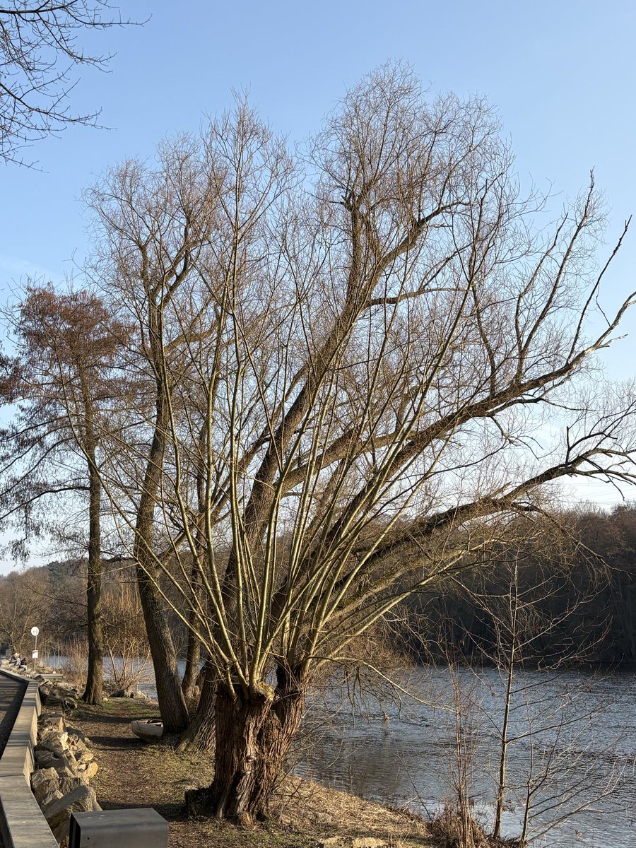jerry44164416's tweet photo. 🌳🌲 #stromy v krajině i ve městech,
Nábřeží Maxipsa Fíka, Kadaň 💚 https://t.co/yfF8wyVgoS