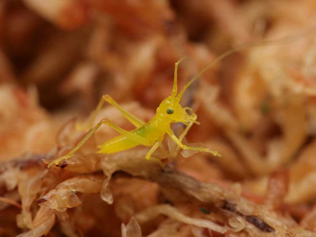 ヒデ@バッタラボ tweet media