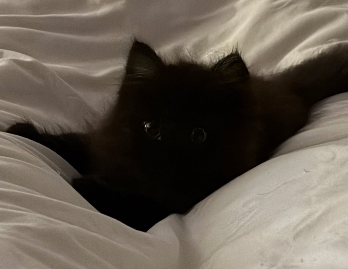 นี่คับ โชยุ แมวจร ตอนเจอพึ่งสองเดือนเลือดจางมากหางหัก ไม่รู้จะรอดไหม ตอนนี้เป็นน้องชายพี่คนสวยอีก 2 ตัว ร่าเริงมาก นอนเก่ง กินเก่ง ติดคน เลี้ยงแมวจรกันเถอะทุกคน เด็กๆทุกตัวอยากมีบ้านที่อบอุ่นกันมากๆนะ🤏🏽