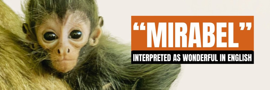 PerryGovan718's tweet photo. #Mirabel now live on #SOL 🐒

CA: ABFgHGtyNx3fhi4zKT4gA4a52TS7wr9rrjcr7hkHpump https://t.co/nUh63nu8D9