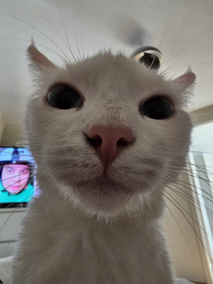 🦊 Falix 🦊🔜Pawske tweet media