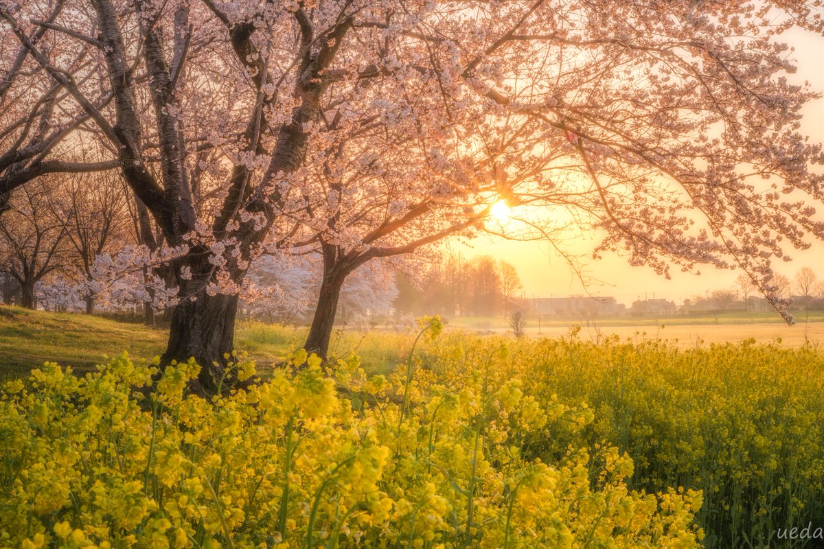 Koki Ueda / 上田 孔希 tweet media