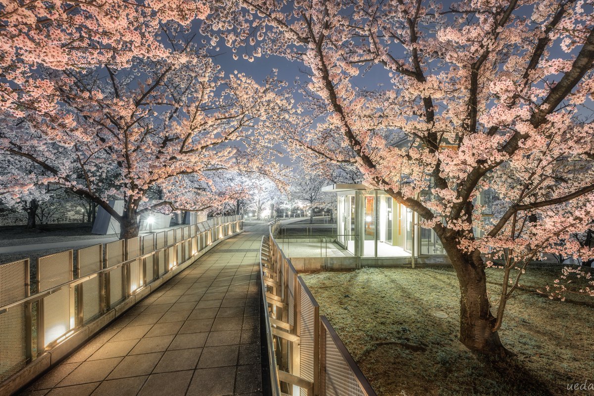 Koki Ueda / 上田 孔希 tweet media