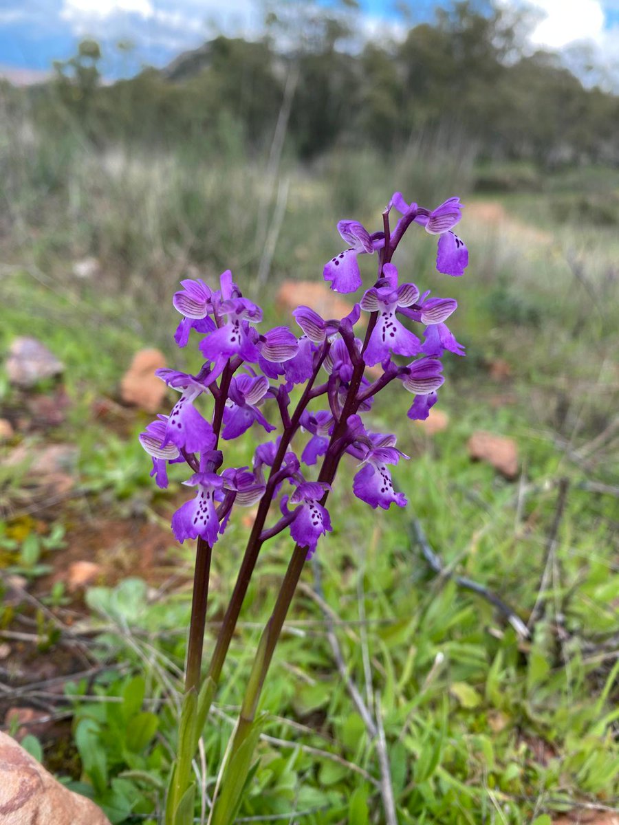 Turismo de Alange tweet media