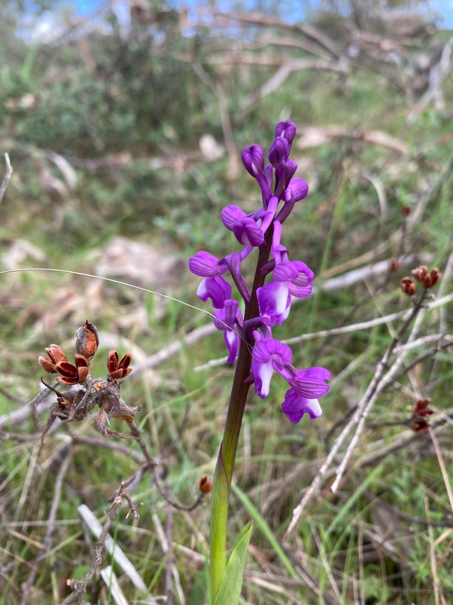 Turismo de Alange tweet media