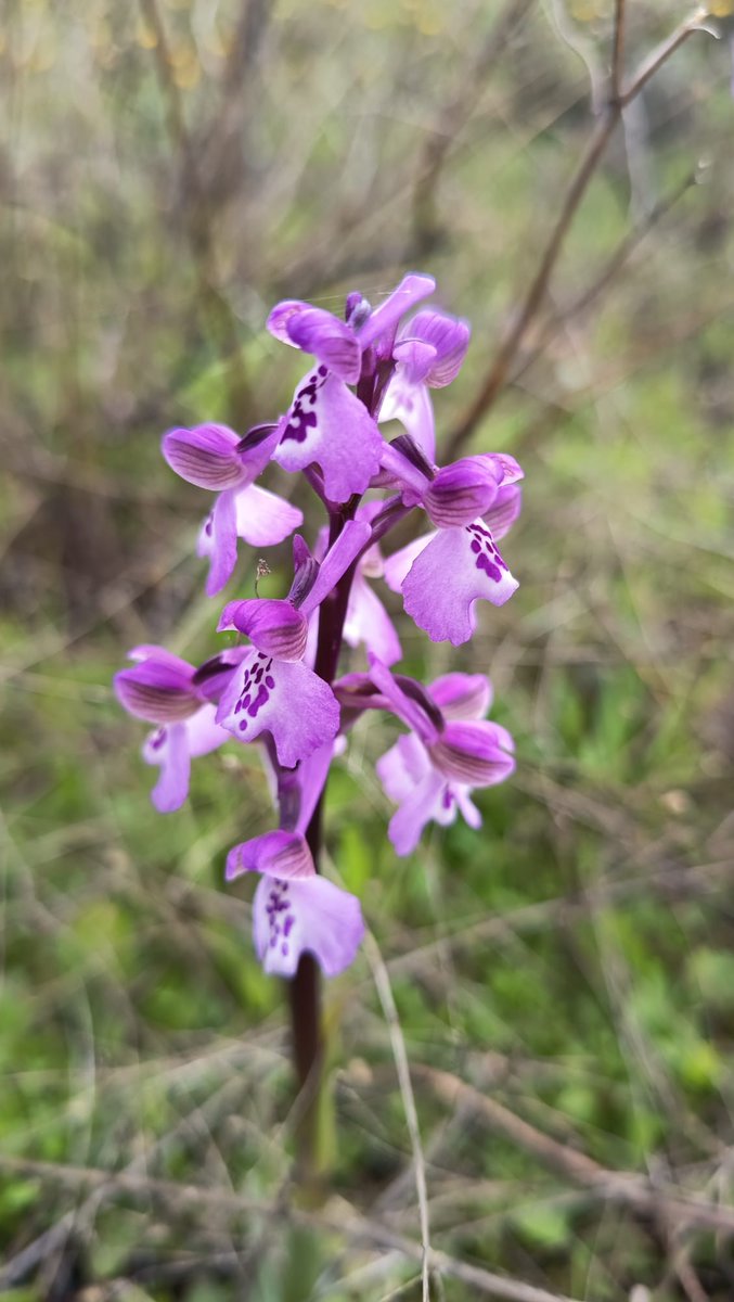 Turismo de Alange tweet media