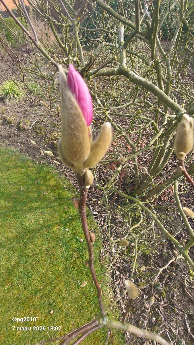 Pieterman tweet media