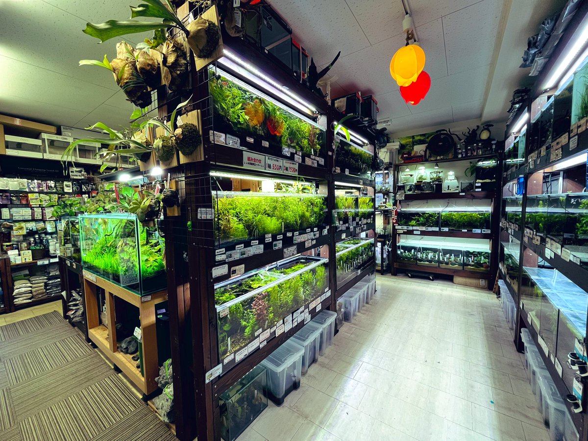 AquariumTime tweet media