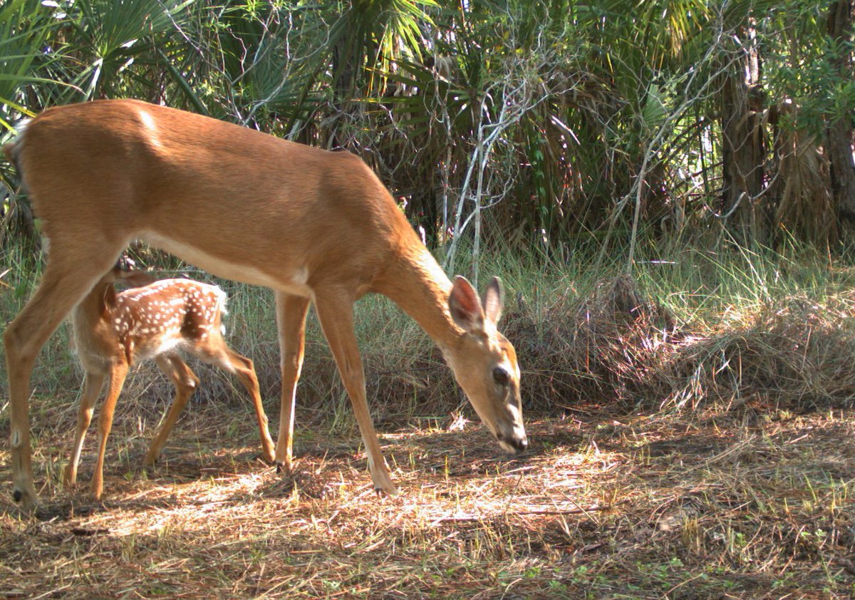 National Wildlife Federation tweet media