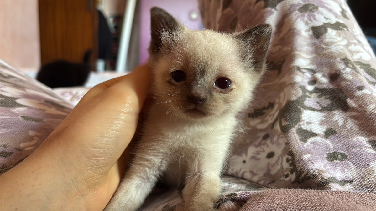 che bellino che è😭