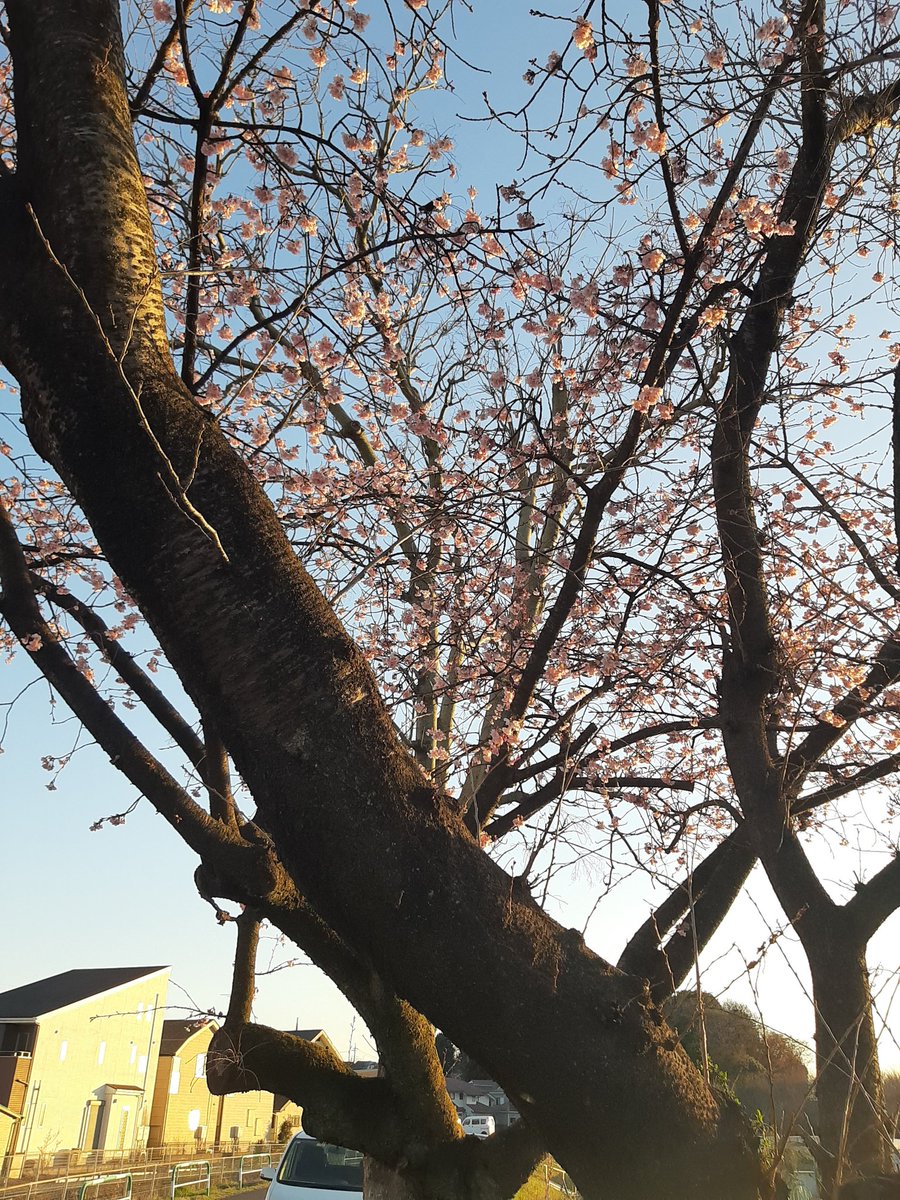 sinsan89's tweet photo. もう、桜が咲いてます😊
#サクラ #桜 #浦和区 https://t.co/YoWPJIaTdr