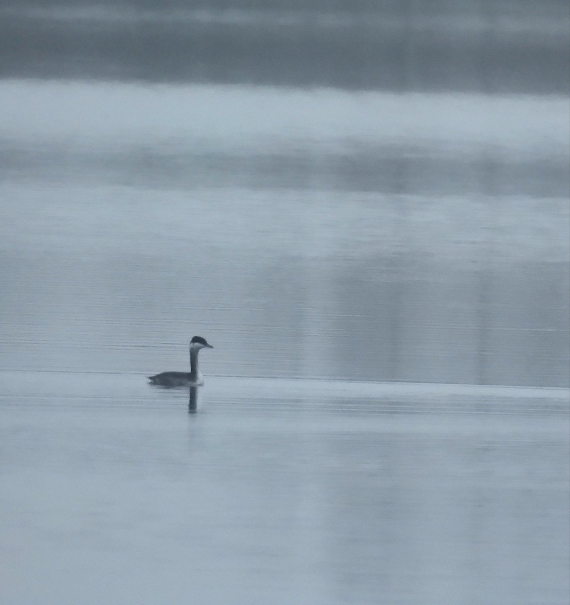 Dan Shaw tweet media