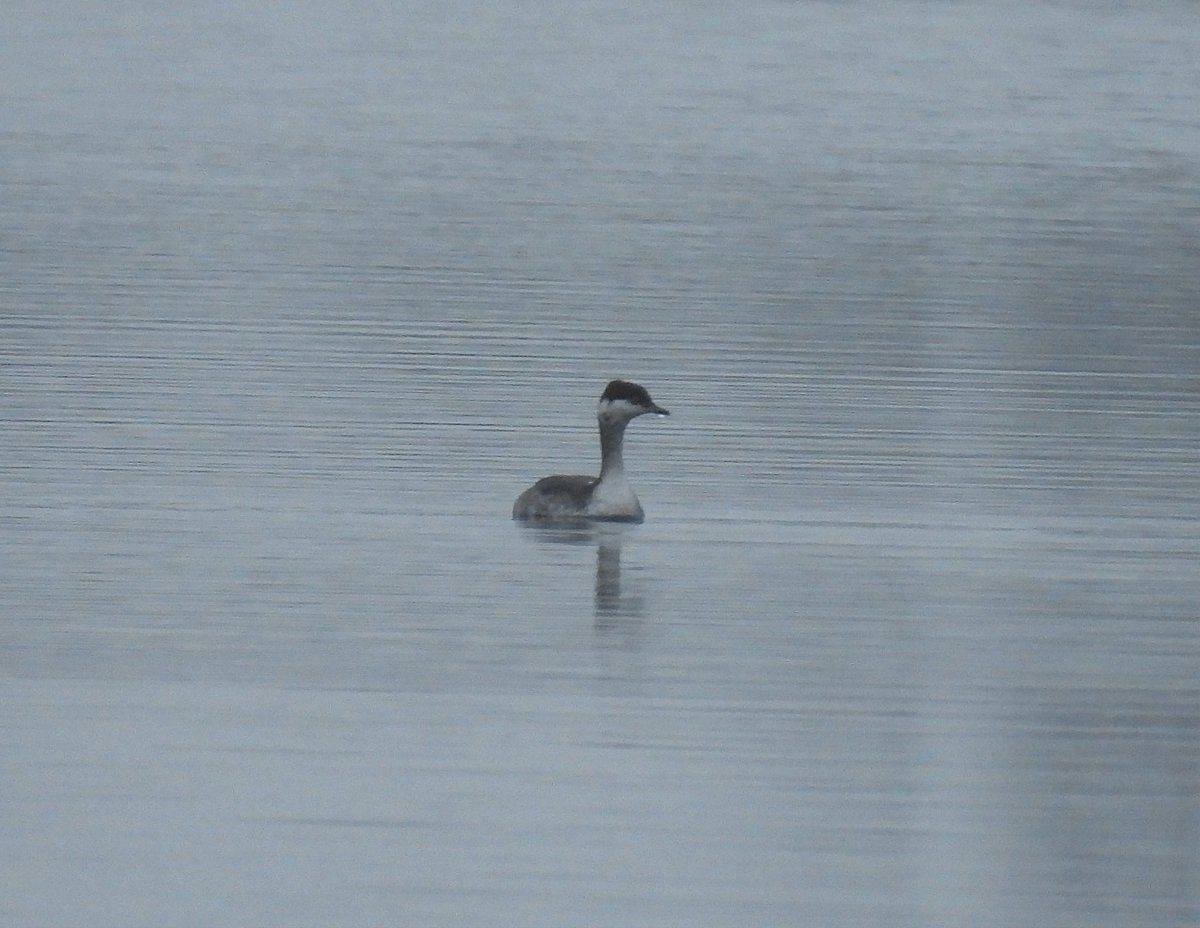 Dan Shaw tweet media