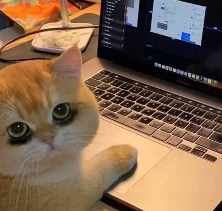 its_me_zoomketu tweet media